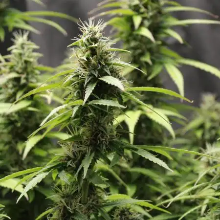 Auto AK-47 // DivineSeeds