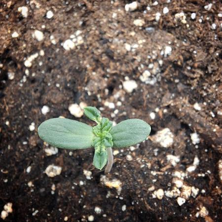 Lemon Pavlova - SensiSeeds
