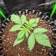 Super Boof XL Auto