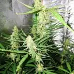 Orion F1 Royal Queen Seeds
