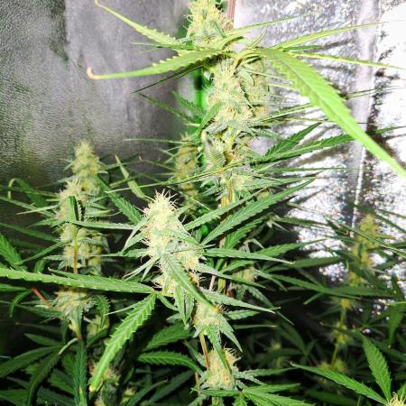 Orion F1 Royal Queen Seeds