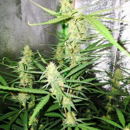 Orion F1 Royal Queen Seeds