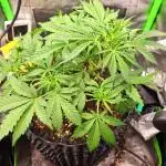 Blue Cheese Auto Royal Queen Seeds