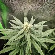 Super Boof XL Auto