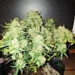 Purple Punch Auto Royal Queen Seed