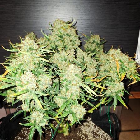 Purple Punch Auto Royal Queen Seed