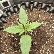 Sticky Orange XXL - Sensi Seeds