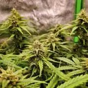 Blue Cheese Auto Royal Queen Seeds