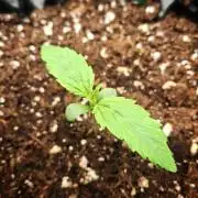 Sticky Orange XXL - Sensi Seeds