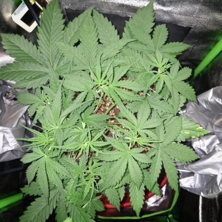 Super Boof XL Auto
