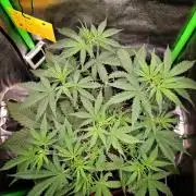 Super Boof XL Auto