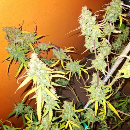 Orion F1 Royal Queen Seeds