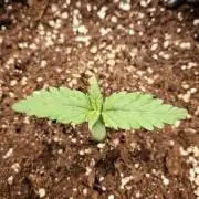 Super Boof XL Auto