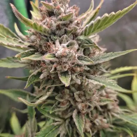 Sticky Orange XXL - Sensi Seeds