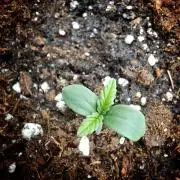 Sticky Orange XXL - Sensi Seeds