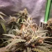 Super Boof XL Auto