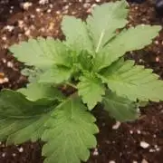 Lemon Pavlova - SensiSeeds