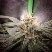 Super Boof XL Auto