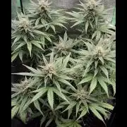 Super Boof XL Auto