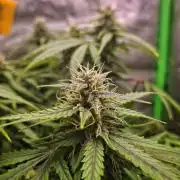 Blue Cheese Auto Royal Queen Seeds