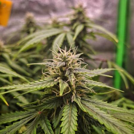 Blue Cheese Auto Royal Queen Seeds