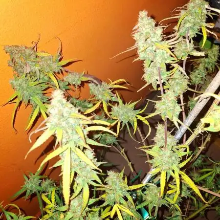 Orion F1 Royal Queen Seeds