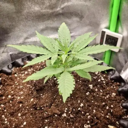 Orion F1 Royal Queen Seeds
