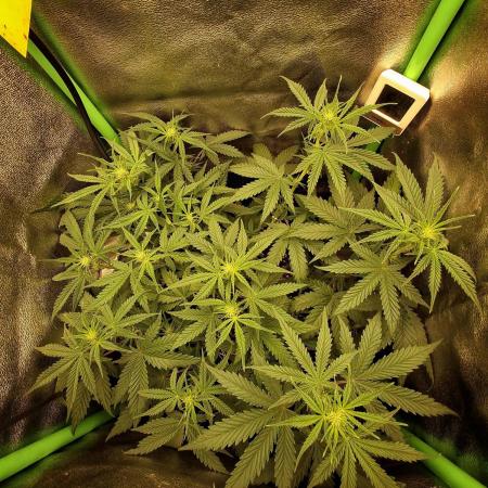 Super Boof XL Auto