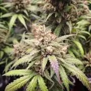 Super Boof XL Auto