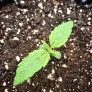 Sticky Orange XXL - Sensi Seeds