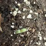 Blue Cheese Auto Royal Queen Seeds