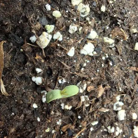 Blue Cheese Auto Royal Queen Seeds