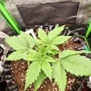 Sticky Orange XXL - Sensi Seeds