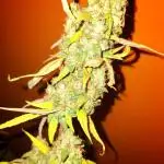 Orion F1 Royal Queen Seeds