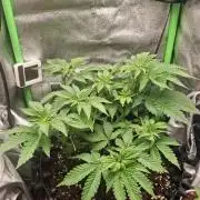 Lemon Pavlova - SensiSeeds
