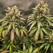 Super Boof XL Auto