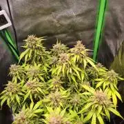 Blue Cheese Auto Royal Queen Seeds