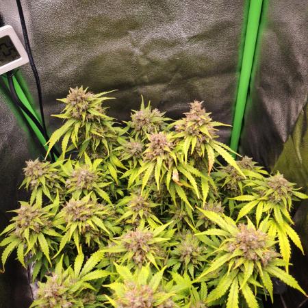 Blue Cheese Auto Royal Queen Seeds