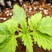 Sticky Orange XXL - Sensi Seeds