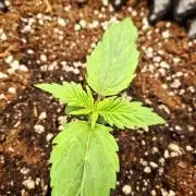 Sticky Orange XXL - Sensi Seeds