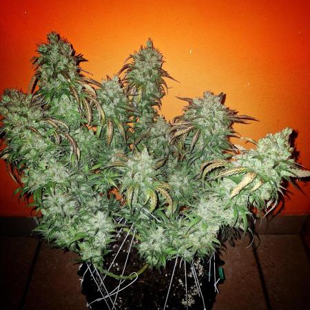 Super Boof XL Auto