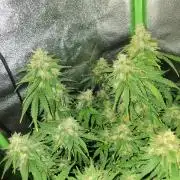 Blue Cheese Auto Royal Queen Seeds