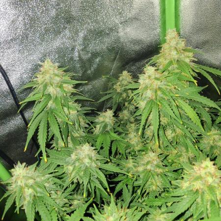 Blue Cheese Auto Royal Queen Seeds