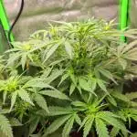 Blue Cheese Auto Royal Queen Seeds