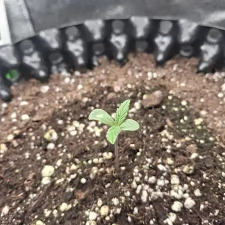 Blue Cheese Auto Royal Queen Seeds