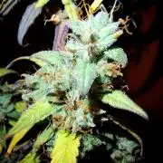 Orion F1 Royal Queen Seeds