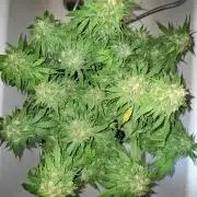 Blue Cheese Auto Royal Queen Seeds