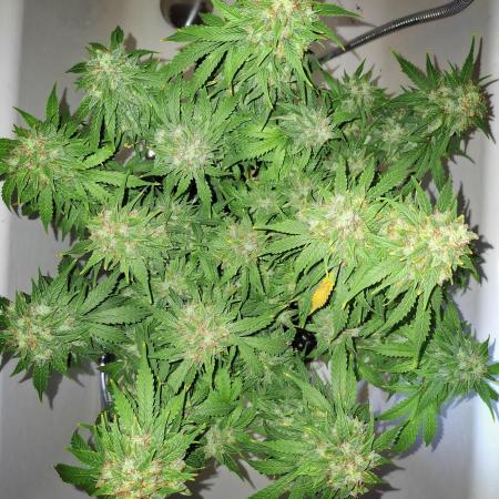 Blue Cheese Auto Royal Queen Seeds