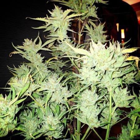 Sticky Orange XXL - Sensi Seeds