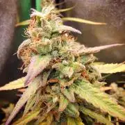 Orion F1 Royal Queen Seeds